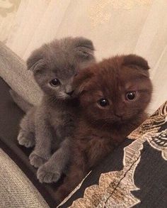 two kittens are sitting on the arm of a couch and one is looking at the camera