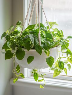 Stylish Bathroom Hanging Baskets Vibrant Bathroom, Best Bathroom Plants, Rainy Day Aesthetic, Tiny White Flowers, Hanging Plant Wall, Tillandsia Air Plant, Plants For Hanging Baskets, Bathroom Plants, Low Light Plants