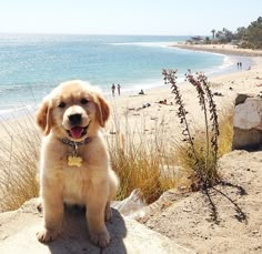 a brown dog sitting on top of a sandy beach