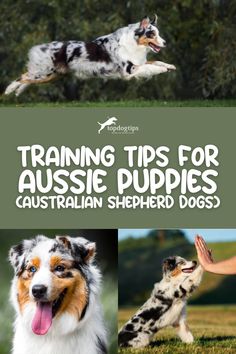 Training Tips for Aussie Puppies (Australian Shepherd Dogs) Aussie Puppy, Australian Shepherd Puppy Training Tips, How To Train A Aussie Puppy, Training Australian Shepherd Puppy, Australian Shepherd Tricks, Australian Shepherd Names, Working Australian Shepherd, Toy Australian Shepherd, Merle Australian Shepherd