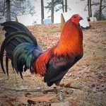 a colorful rooster standing on top of leaves in the grass next to some trees and bushes