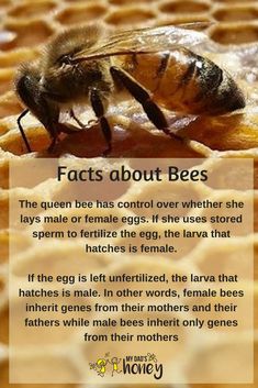 a bee sitting on top of a honeycomb with the caption fact about bees