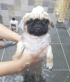 a small pug is being washed in the bathtub by someone's hand