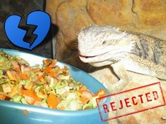 an iguana eating out of a bowl next to a plate with food in it