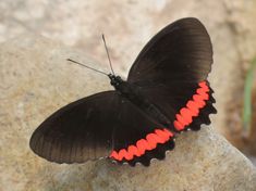 a black and red butterfly sitting on top of a rock