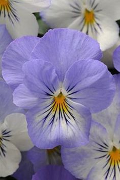 purple and white pansies with yellow centers