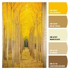 the color scheme is yellow, brown and white with an image of trees in autumn