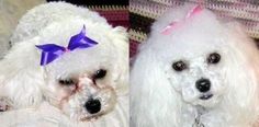 two white poodles wearing bows on their heads