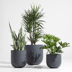 three potted plants sitting next to each other on a white surface with shadows from them