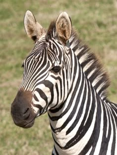 a zebra standing on top of a lush green field next to a grass covered field