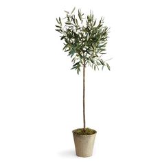 an olive tree in a pot on a white background