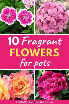 different types of flowers with the words 10 fragrantt flowers for pots on it