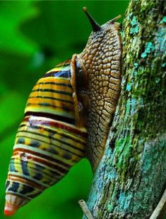 a snail climbing up the side of a tree