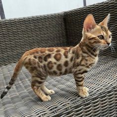 a cat standing on top of a wicker couch