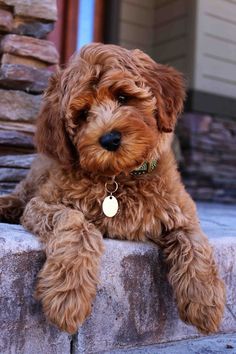 a brown dog sitting on top of a stone wall