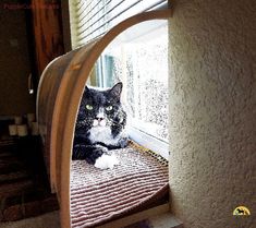 a black and white cat sitting in the window sill