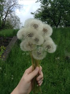 a person holding up a bunch of dandelions in front of a grassy field