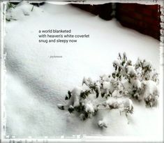 a snow covered plant with a quote on it