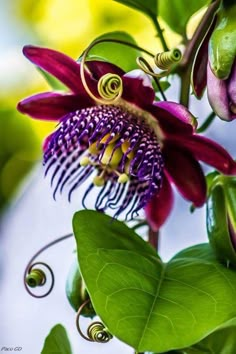 a purple flower with green leaves in the foreground and blue sky in the background