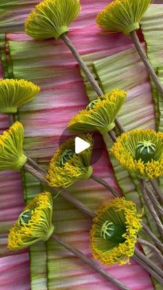 some very pretty looking flowers with long stems