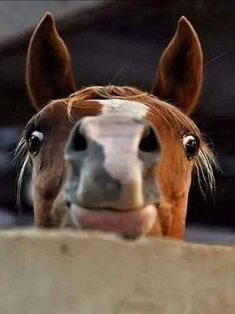 a brown and white horse sticking its head over a wall