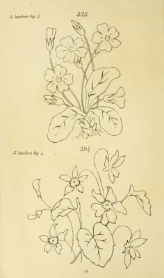 an old book with drawings of flowers on it