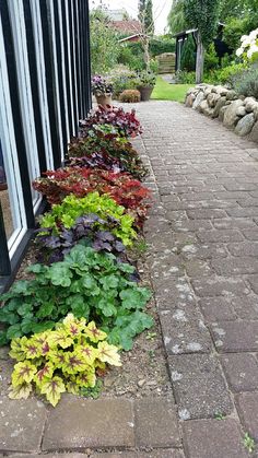 some plants that are growing on the side of a brick walkway in front of a building