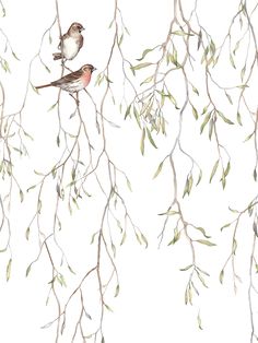 two birds perched on branches with leaves and twigs in the foreground, against a white background