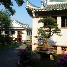 a bonsai tree in front of a white building