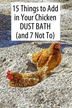 two chickens in the sand with text overlay that reads, 15 things to add in your chicken dust bath and 7 not to