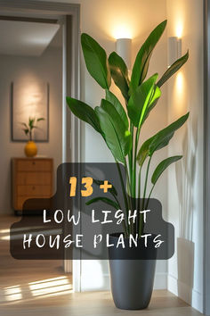 a house plant with the words 13 + low light house plants