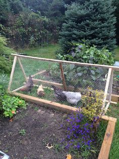 a chicken coop in the middle of a garden