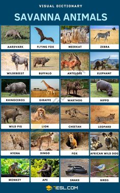 the visual dictionary of savannah animals is shown in this poster, which includes pictures of different types