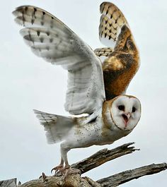 an owl is sitting on top of a tree branch with it's wings spread