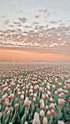 a field full of pink flowers with clouds in the sky behind it and an orange sunset