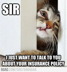 a cat peeking out from behind a door with the caption sir i just want to talk to you about your insurance policy