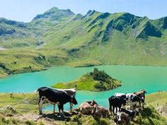 several cows are standing on the side of a hill overlooking a lake and mountain range