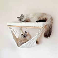 two cats laying on top of a cat tree