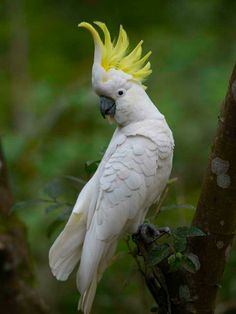 a white bird with yellow feathers sitting on a tree branch