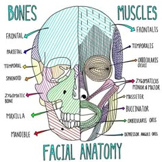 a diagram of facial anatomy with the words bones and muscles on it's side