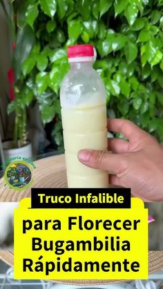 a person holding a bottle of milk in front of a plant with the words truco inflable para florcer bugambila rapidibia rapidamentante