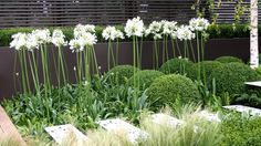 an outdoor garden with white flowers and green plants