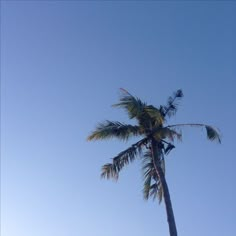 a tall palm tree sitting under a blue sky with no clouds on it's sides