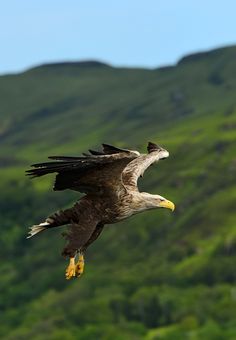 an eagle flying in the air with mountains in the background