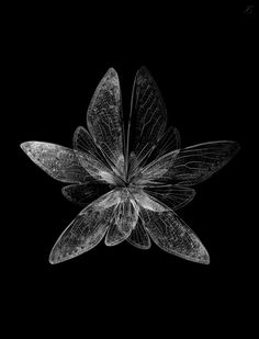 an abstract flower made out of glass on a black background