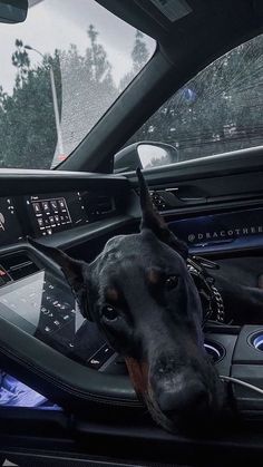 a dog is sitting in the driver's seat of a car with its head out the window