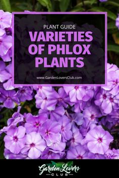 purple flowers with the words plant guide varieties of phlox plants