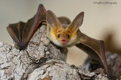 a small bat sitting on top of a tree branch with its wings spread wide open