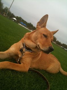 a large brown dog laying on top of a lush green field