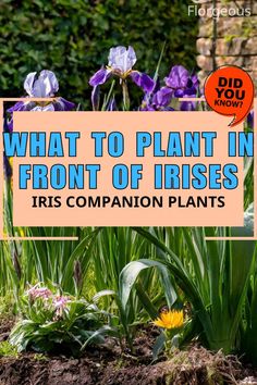 What to Plant in Front of Irises Iris Companion Plants, Planting Companions, Phlox Plant, Tall Ornamental Grasses, Phlox Flowers, Russian Sage, Small Front Gardens